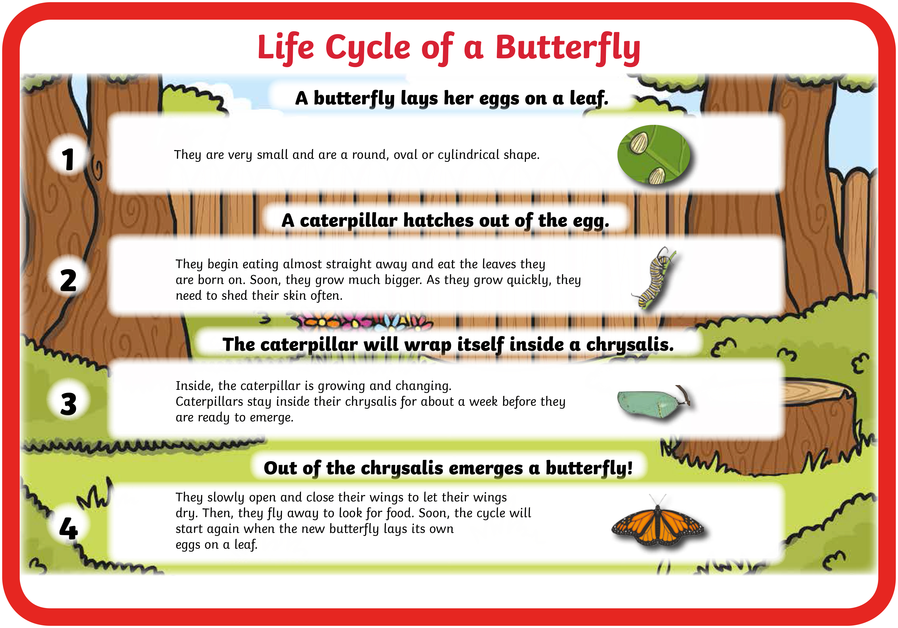 Butterfly Life Cycle